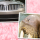 Illustration for article titled emVanity Fair/em Compares Lincoln MKS To Cunnilingus-Mouthed Walrus